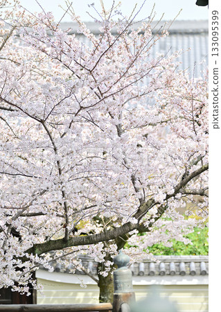 Spring at Myokenji Temple, Kyoto 2024 Spring at Myokenji Temple, Kyoto 2024 133095399