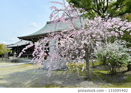 2024年京都妙顯寺的春天 2024年京都妙顯寺的春天 133095402