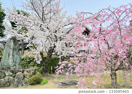 Spring at Myokenji Temple, Kyoto 2024 133095403