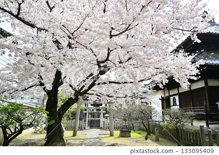 2024年京都妙顯寺的春天 133095409