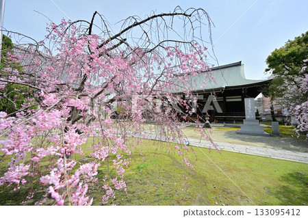 Spring at Myokenji Temple, Kyoto 2024 133095412