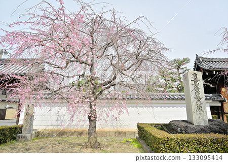 Spring at Myokenji Temple, Kyoto 2024 133095414