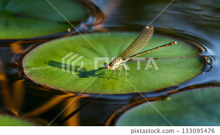 Delicate damselfly resting gracefully on a vibrant green lily pad in a tranquil pond reflecting 133095476
