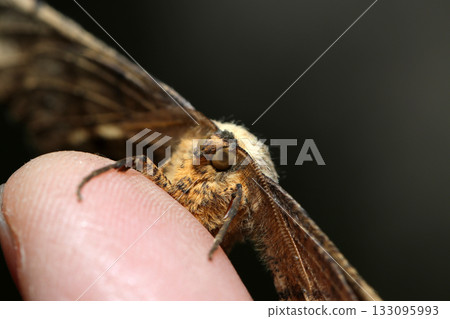 一隻雄性巨型稻蛾停在手指上（自然環境中的昆蟲微距攝影） 133095993