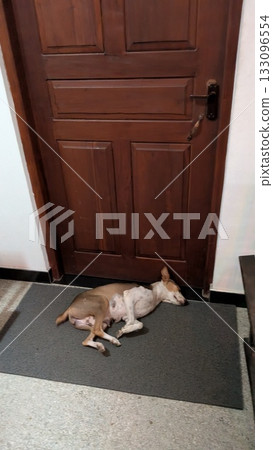 Dog Dog 133096554