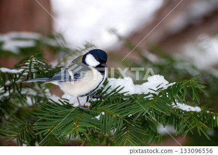 冬天的山雀 冬天的山雀 133096556