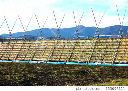 A view of a Daikon Yagura tower in Miyazaki Prefecture where radishes are dried in the sun A view of a Daikon Yagura tower in Miyazaki Prefecture where radishes are dried in the sun 133096621