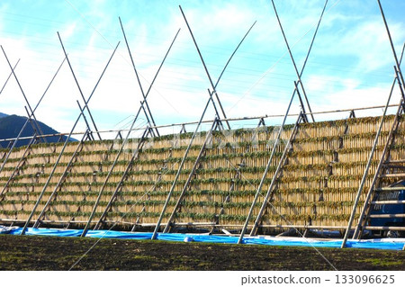 這是宮崎縣一座用來晾曬蘿蔔的蘿蔔塔的景象。 這是宮崎縣一座用來晾曬蘿蔔的蘿蔔塔的景象。 133096625