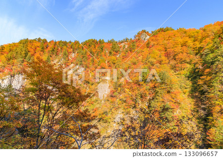 白山白川鄉白道(石川縣)的秋葉正值鼎盛時期 白山白川鄉白道(石川縣)的秋葉正值鼎盛時期 133096657