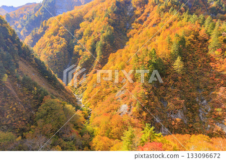 白山白川鄉白道(石川縣)的秋葉正值鼎盛時期 白山白川鄉白道(石川縣)的秋葉正值鼎盛時期 133096672