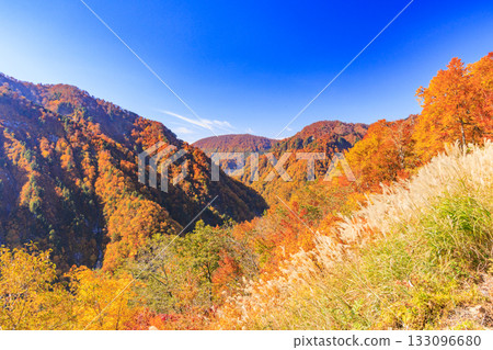 白山白川鄉白道（石川縣）的秋葉正值鼎盛時期 133096680