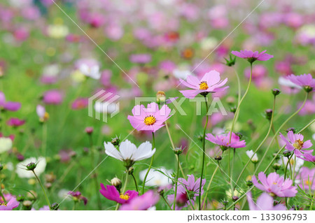 秋風中搖曳的波斯菊(大阪長井公園) 秋風中搖曳的波斯菊(大阪長井公園) 133096793