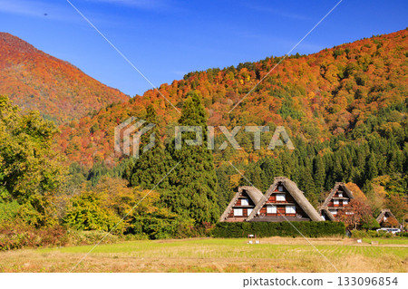 Shirakawa-go Gassho-zukuri style houses and autumn leaves Shirakawa-go Gassho-zukuri style houses and autumn leaves 133096854