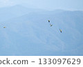 Autumn: Green pigeons flying over the high mountains 133097629