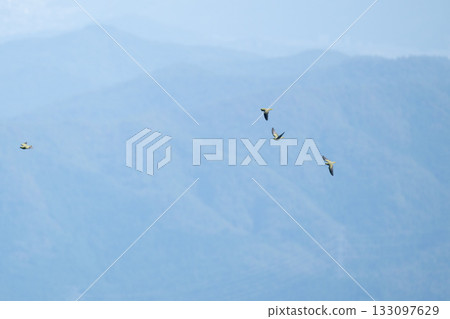 Autumn: Green pigeons flying over the high mountains 133097629