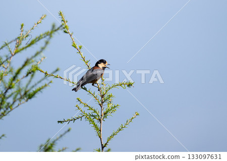 Varied tit on the mountaintop in autumn Varied tit on the mountaintop in autumn 133097631