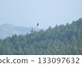 Autumn migration, swifts crossing the mountaintop 133097632