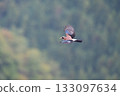 Autumn: Eurasian Jay carrying acorns in its mouth 02 133097634
