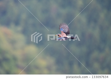 Autumn: Eurasian Jay carrying acorns in its mouth 02 133097634