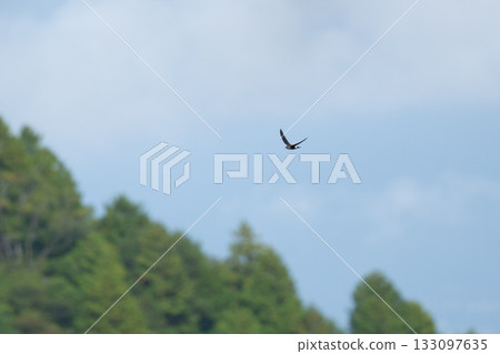 Autumn: Swifts flying across the blue sky 133097635