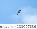 A blue-tailed swift flies across the blue sky in autumn 133097636