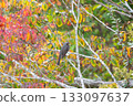 Autumn, autumn leaves and brown-eared bulbuls 133097637