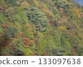 A sparrowhawk flies across the autumn leaves in the background 133097638