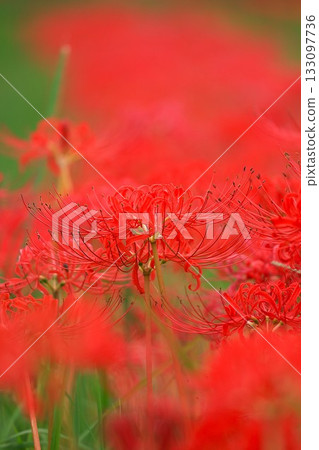 Cluster amaryllis (Yamaguchi City, Yamaguchi Prefecture) Cluster amaryllis (Yamaguchi City, Yamaguchi Prefecture) 133097736