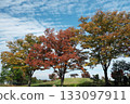 Autumn leaves in our surroundings 133097911