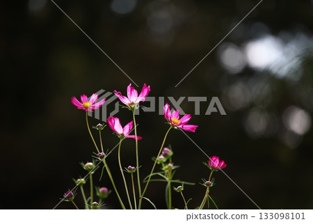 秋季花卉：波斯菊 133098101