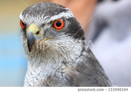 A goshawk with a sharp gaze A goshawk with red eyes A goshawk with a sharp gaze A goshawk with red eyes 133098104