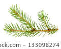 Green spruce branch isolated on white background, Spruce branch. 133098274