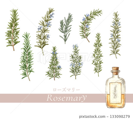 Rosemary botanical illustration, essential oil and aroma Rosemary botanical illustration, essential oil and aroma 133098279