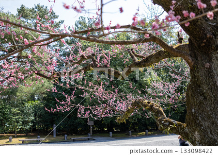京都御苑梅園的紅梅花。 京都御苑梅園的紅梅花。 133098422