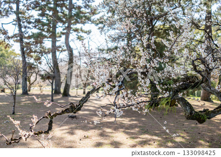 京都御苑梅園的白色梅花。 133098425