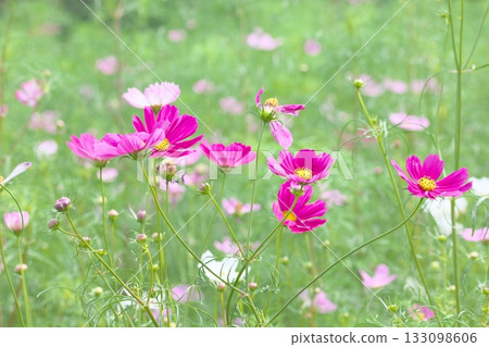 秋風中，波斯菊隨風搖曳 133098606