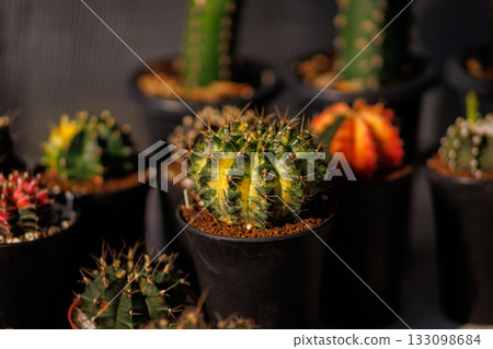 Gymnocalycium green and yellow, small multicolored cactus in a black pot, close up of desert plant for home and garden decoration. Gymnocalycium green and yellow, small multicolored cactus in a black pot, close up of desert plant for home and garden decoration. 133098684