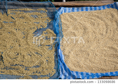Coffee beans are spread out on a blue canvas, drying under the sun in a rural farm scene. This image conveys agricultural production, farm labor, and preparation for processing or sale. Coffee beans are spread out on a blue canvas, drying under the sun in a rural farm scene. This image conveys agricultural production, farm labor, and preparation for processing or sale. 133098686