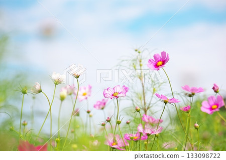 秋日的天空下，波斯菊競相綻放，美不勝收。 133098722