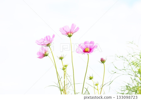 秋日的天空下，波斯菊競相綻放，美不勝收。 133098723