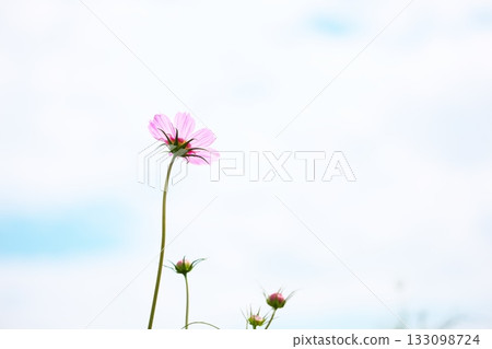 秋日的天空下,波斯菊競相綻放,美不勝收。 秋日的天空下,波斯菊競相綻放,美不勝收。 133098724
