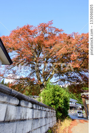 秋季：山形縣酒川村泉川畔的大楓樹 133098805