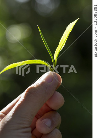 hand holding green tea leaf. hand holding green tea leaf. 133098881