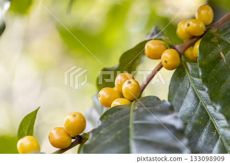 harvesting coffee berries by agriculture. Coffee beans ripening on the tree in North of Thailand harvesting coffee berries by agriculture. Coffee beans ripening on the tree in North of Thailand 133098909