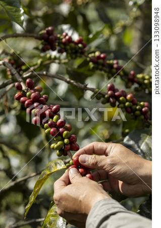 harvesting coffee berries by agriculture.  Coffee beans ripening on the tree in North of Thailand 133098948