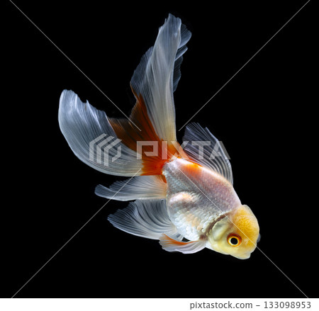 goldfish isolated on a dark black background. different colorful Carassius auratus in the aquarium goldfish isolated on a dark black background. different colorful Carassius auratus in the aquarium 133098953