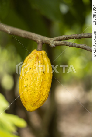 Cacao Tree (Theobroma cacao). Organic cocoa fruit pods in nature. Cacao Tree (Theobroma cacao). Organic cocoa fruit pods in nature. 133098954
