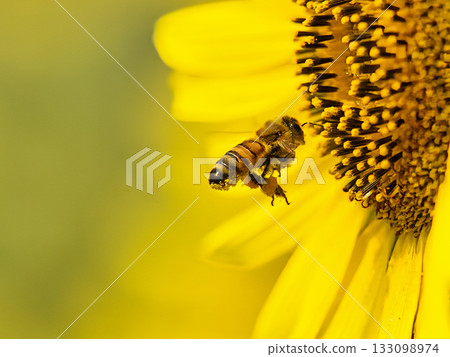 Bees collecting sunflower nectar 133098974