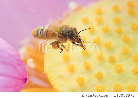Honeybee collecting pollen 133098975