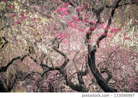 稻部梅園的梅花盛開 133098997